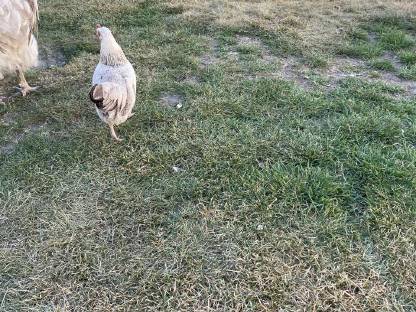 Bild 7:Steinpiperl-Paar und Orpington