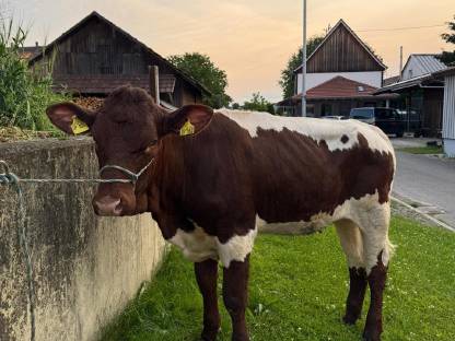 Bild 2:Pinzgauer Rind