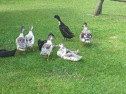 Enten