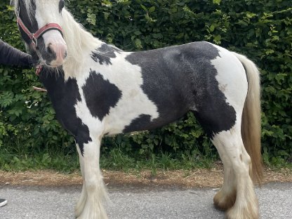 Pony Stute