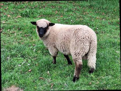 Shropshire Bock abzugeben