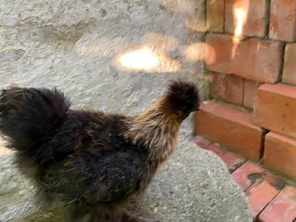 Bild 3:Reinrassige Australorp Bruteier, Hähne und Hennen