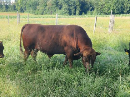 Bild 4:Bio Dexter, Stier, Zucht-Bulle, hornlos