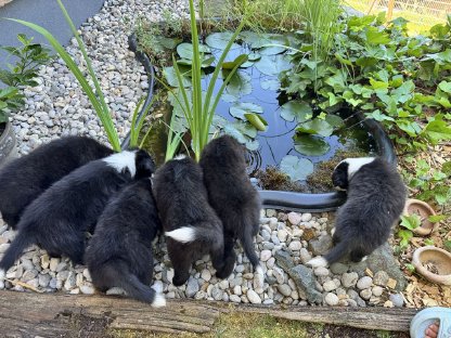 Reinrassige Border Collie Welpen – geboren am 20. Mai
