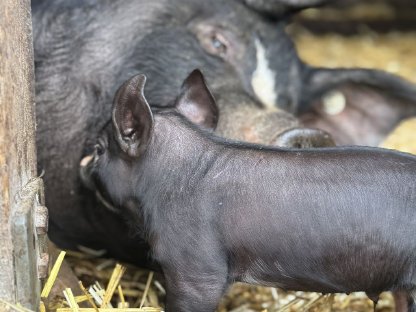 Bild 4:Bio Ferkel Berkshire x Piètrain