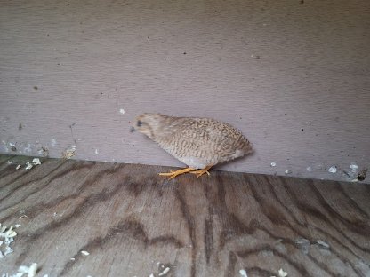 Bild 2:Zwergwachteln Chinesische