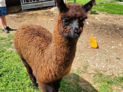 Lama Hengstfohlen