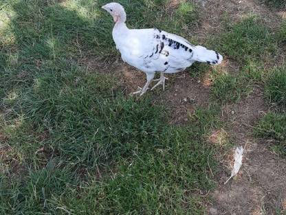 Bild 2:Cröllwitzer Puten