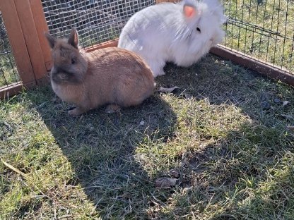 Kaninchen/Hasen
