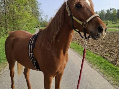 Bild 3:Ich verkaufe meinen 4-jährigen Vollblutaraber-Wallach, rein ägyptisch