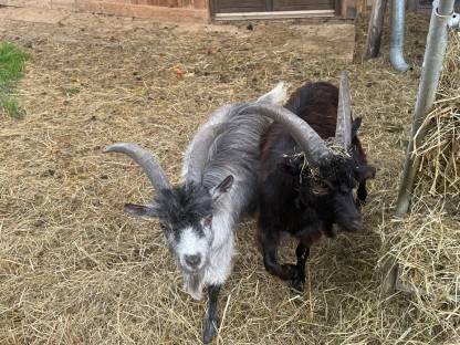 Bild 7:Blobe Ziegenböcke