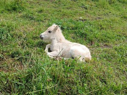 Minishetlandponys