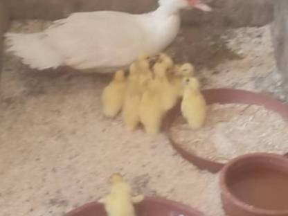 Bild 3:Landenten, Moschusenten, Laufenten