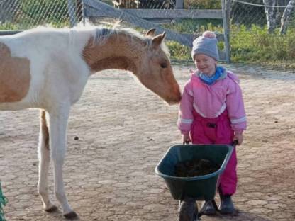 Bild 5:Quarab Fohlen Wallach