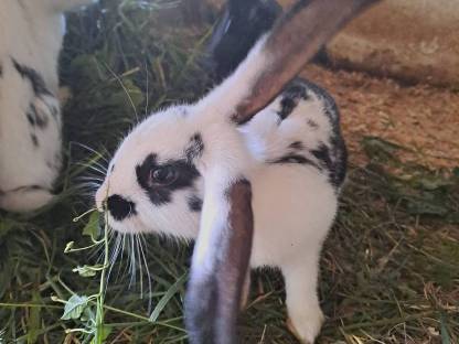 Bild 5:Kaninchen-Mischlinge