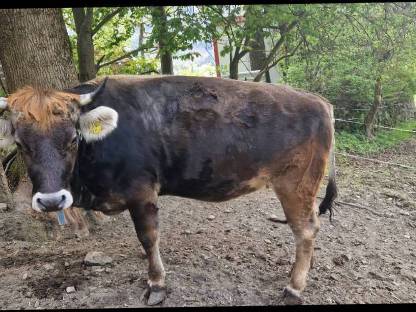 Tiroler Grauvieh Zuchtkalbin Bio