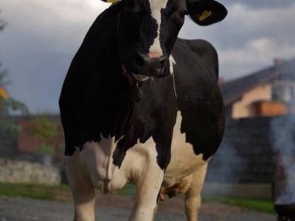 Milchkühe