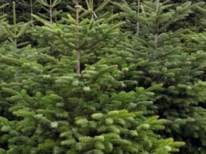 Suche Tannenbäume, Weihnachtsbäume in größeren Mengen