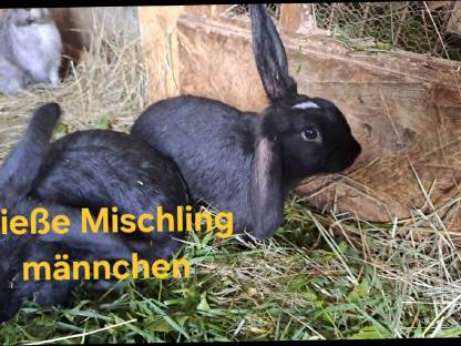 Mischlingsrammler