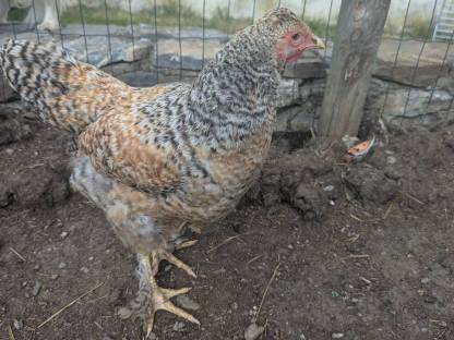 Bild 4:Hennen und Hähne