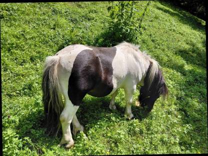 Bild 4:Mini Shetty Hengst