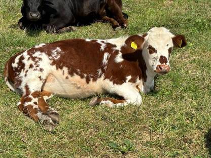 Bild 3:Normande Stier gesucht