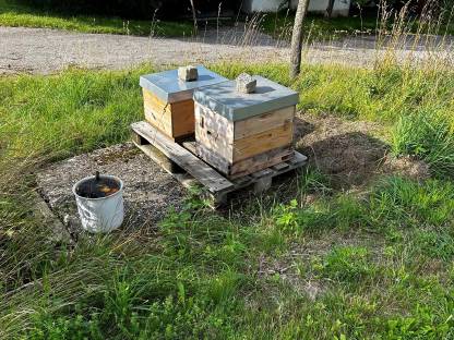 Bild 4:Bienenvölker - Dadant US