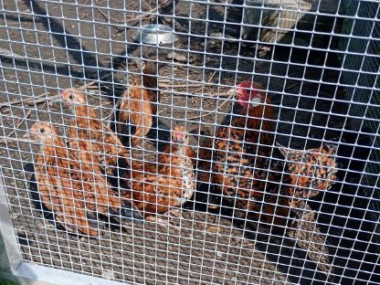 Bild 3:Bantam gold porzellanfarbig