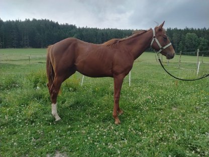 Bild 7:Hengstfohlen Electric Snow