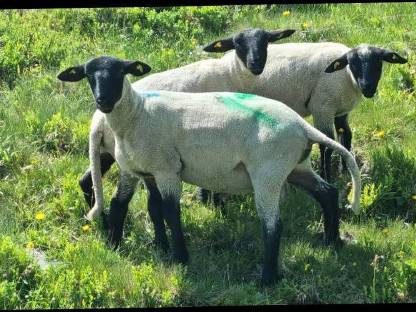 Mehrere Suffolk Jungwidder