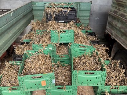 Bild 2:Bio Knoblauch