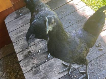 Bild 6:Ayam Cemani Jung-Hähne