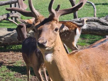 Damhirsch Damwild