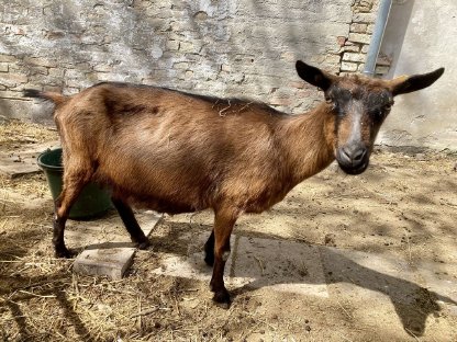 Bild 2:Saanenziegen und Gebirgsziegen