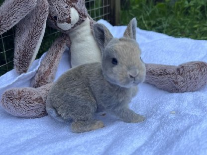 Bild 2:Kleinrexe, Kaninchen (Jungtiere)