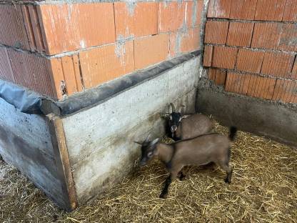 Bild 2:Ziegenfamilie
