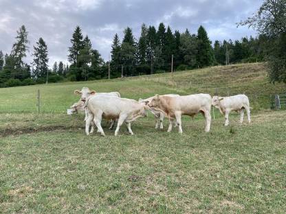 Verkaufe Bio-Einsteller Blondvieh