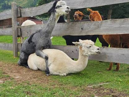 Bild 4:Alpakastute EM Olivia