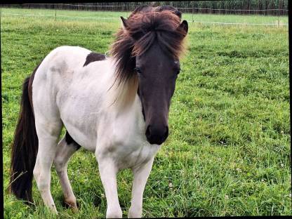 Bild 7:Jährling, Isländer-Stute, Islandpferde
