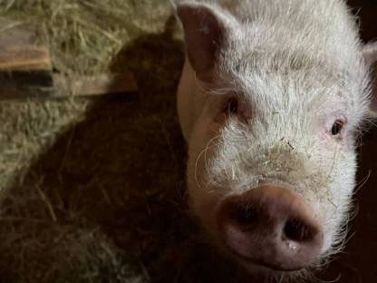 Bild 2:Minischwein