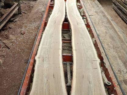 Bild 4:Eiche, Eichenholz