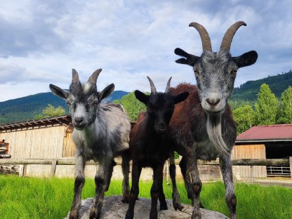 Bild 2:Blobe Kitz suchen neues Zuhause