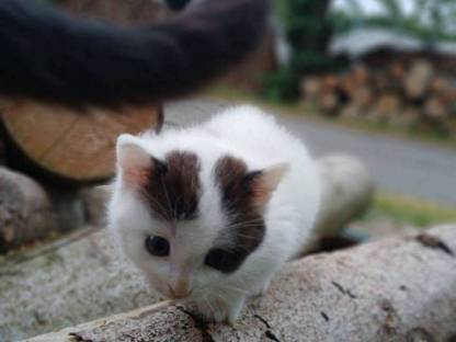 Katze zu vergeben