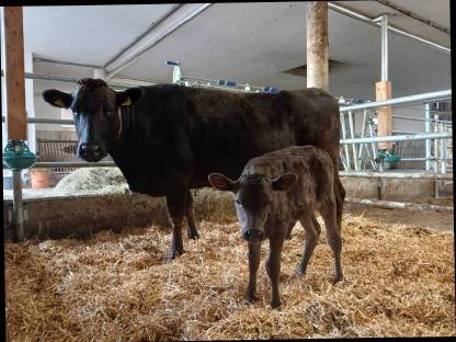 Wagyu Absetzer