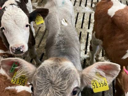 Suche Fleckvieh Kälber Kreuzungskälber Bullenkälber
