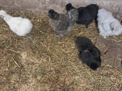 Bild 2:Seidenhühner