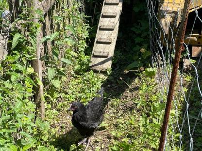 Bild 8:Hennen, Hähne und Küken abzugeben