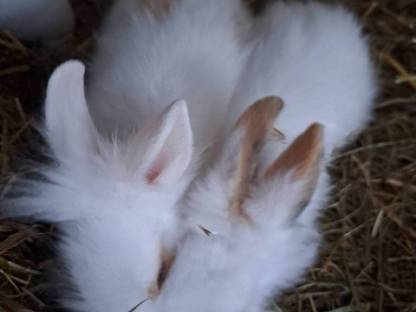 Bild 2:Löwenkopf-Babyhasen