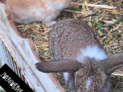 Bild 4:Zwergwidder kaninchen