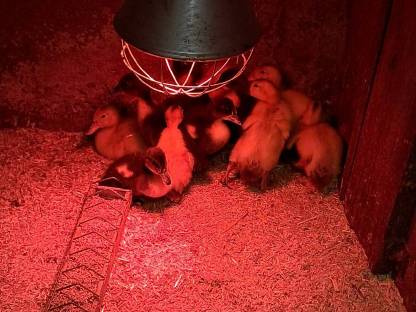 Roue Clair Enten